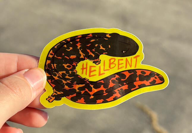 hellbender sticker - Hurricane Helene relief (over $2800 donated since 2024)